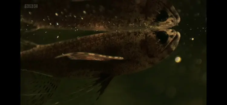 Freshwater butterflyfish (Pantodon buchholzi) as shown in Africa - Congo
